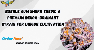 Bubble Gum Sherb seeds