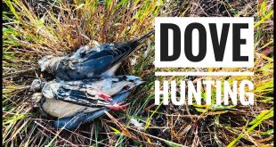 Mastering Dove Hunting: Tricks to Improve Your Aim and Accuracy