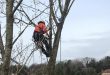 Tree Surgeon Warrington