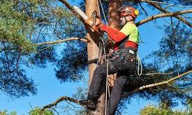 tree surgeons in Walsall