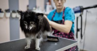 mobile dog grooming frisco