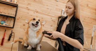 Mobile Dog Grooming