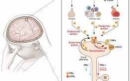 pituitary hormones