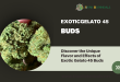 Discover the Unique Flavor and Effects of Exotic Gelato 45 Buds