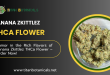 Humor in the Rich Flavors of Banana Zkittlez THCa Flower – Order Now!