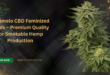 Caramelo CBD Feminized Seeds