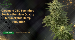 Caramelo CBD Feminized Seeds