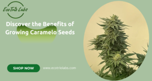 Caramelo CBD