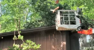 advanced tree service