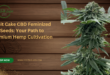 Fruit Cake CBD feminized seeds