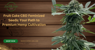 Fruit Cake CBD feminized seeds