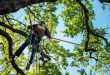 affordable tree service